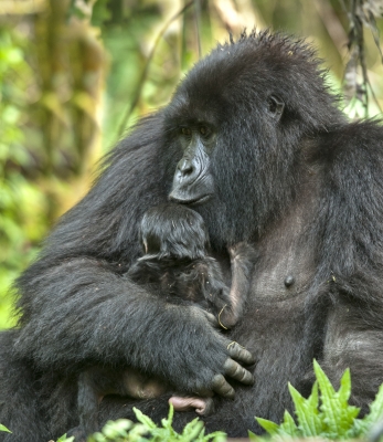 Mother and Baby Gorilla